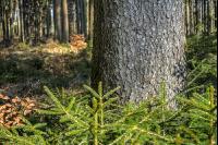 Tannenwald 17