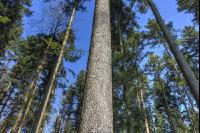 Tannenwald 18