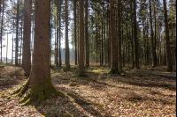Tannenwald 19