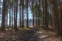 Tannenwald 21