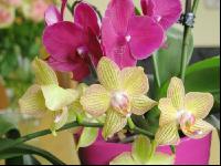 Phalaenopsis 4