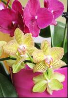 Phalaenopsis 3