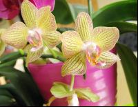Phalaenopsis 2