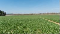 Weizen Ende Bestockung 2