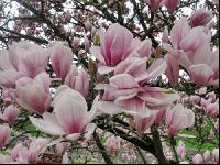 Magnolie 5