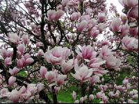 Magnolie 6