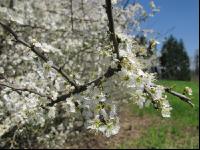 Schlehe Blüte 4