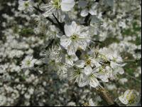 Schlehe Blüte 5