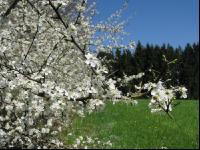 Schlehe Blüte 6