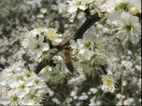 Schlehe Blüte 7