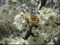Schlehe Blüte 8