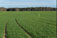 Weizen Ende Bestockung 3