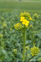 Raps erste Blüten