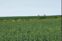 Rehe im Raps 