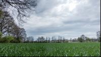Weizen Ende Bestockung 8