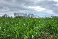 Weizen Ende Bestockung 10