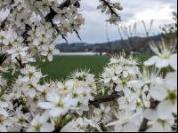 Schlehe Blüte 11