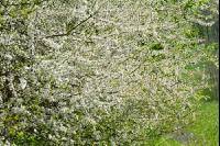 Schlehe Blüte 10