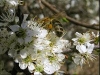Schlehe Blüte 9