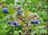 Kulturheidelbeeren 9