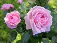Rose 21