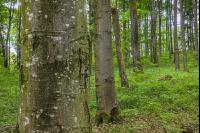 Buchenwald 19