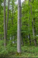 Buchenwald 20