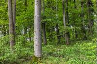 Buchenwald 21