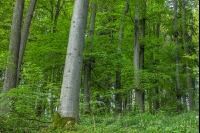 Buchenwald 22