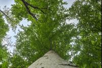 Buchenwald 24