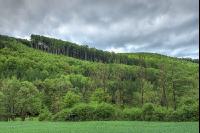 Buchenwald 26