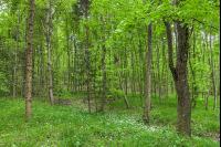 Buchenwald 28