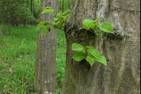 Buchenwald 29