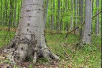 Buchenwald 31