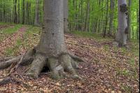 Buchenwald 33