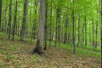 Buchenwald 34