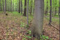 Buchenwald 35