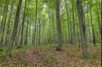 Buchenwald 36