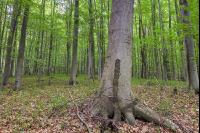 Buchenwald 37