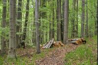 Buchenwald 38