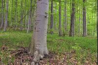 Buchenwald 39