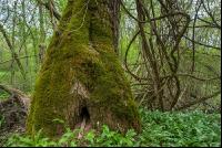 Auwald 5