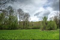 Auwald 12