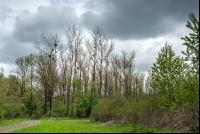 Auwald 13