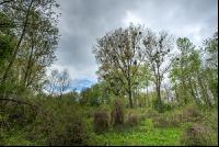 Auwald 14