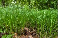 Moorwald 1