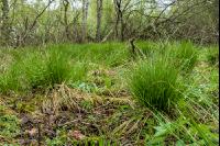 Moorwald 2