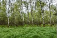Moorwald 3