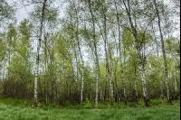 Moorwald 4
