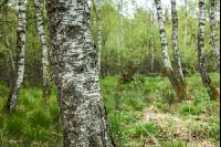 Moorwald 5